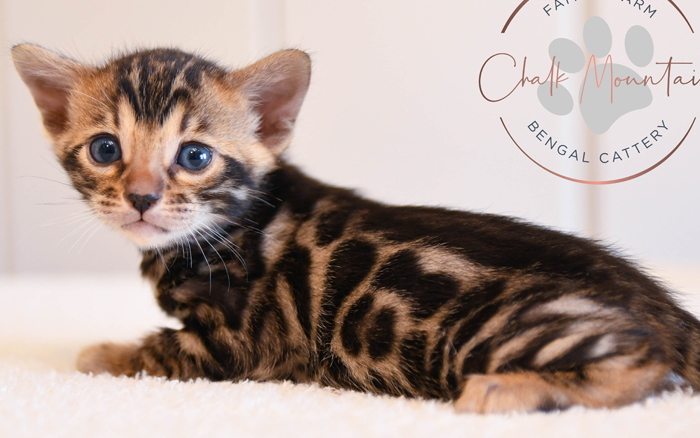 Bengal kitten for sale